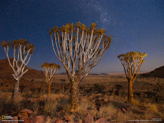 Trees desert night sky stars - a group of trees free wallpaper for desktop