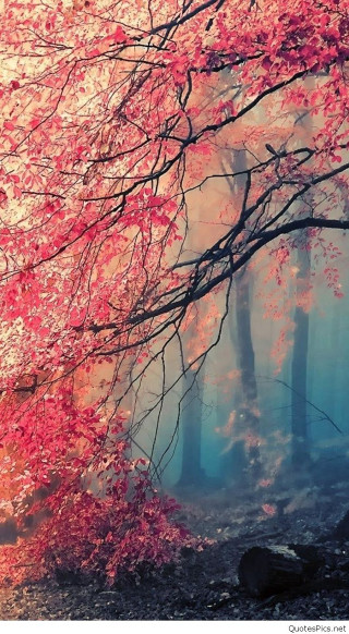 Tree red leaves forest fog - free autumn wallpaper for mobile