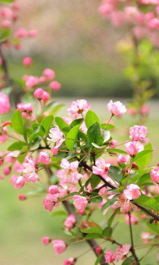 Bush pink flowers field grass - free spring wallpaper for mobile