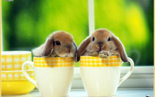 Rabbits sitting cup eating heads - a cup free wallpaper for desktop