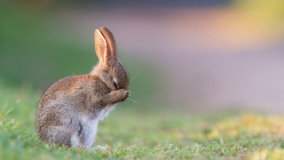 Rabbit sitting grass head up - its ear free wallpaper