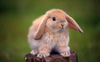 Small rabbit wooden stump grass - a small rabbit free wallpaper
