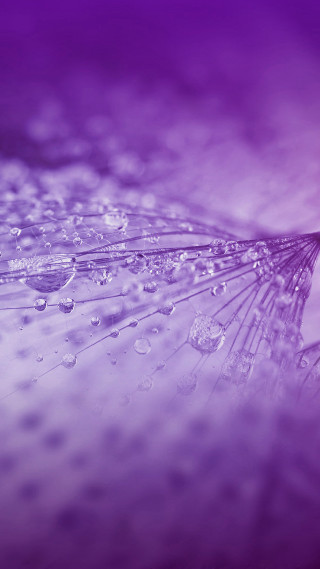 Dandelion water droplets purple background 2 - kinetic free wallpaper for mobile