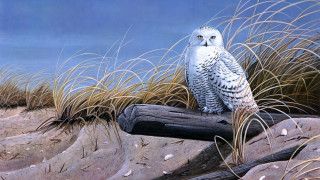Snowy owl log field grass - a body of water free wallpaper for desktop