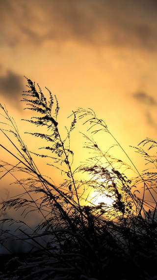 Sunset silhouette plant bird flying - free sunset wallpaper for mobile