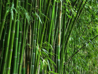 Bamboo tree green leaves path - a bamboo tree free wallpaper