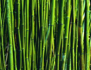 Bamboo sticks stacked row ground - the stem free wallpaper for desktop
