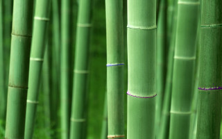 Bamboo forest green grass purple - asai chū free wallpaper