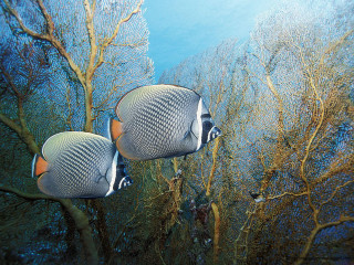 Two fish swimming water trees - photograph free wallpaper for desktop
