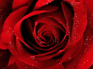 Red rose water droplets black 6 - a red rose free wallpaper