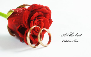 Red rose wedding rings love - the side of the picture free wallpaper for desktop