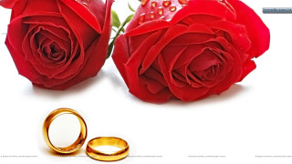 Red roses gold wedding rings - red rose free wallpaper