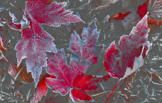 Red leaves frost window blue - ice free wallpaper
