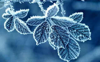 Leaf frost branch blue background - frost free wallpaper