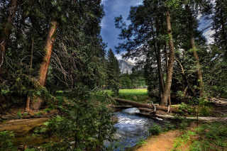 Stream forest trees grass sunny - ansel adams free wallpaper for desktop