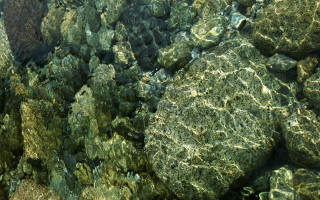 Rocks water fish background blue - carpoforo tencalla free wallpaper