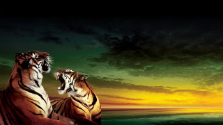 Tigers sunset rock water cloudy - two tiger free wallpaper