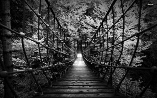 Suspension bridge woods light dark - the wood free wallpaper