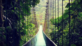 Suspension bridge jungle trees bushes - jungle free wallpaper