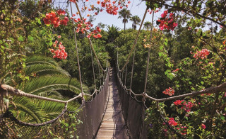 Suspension bridge forest red flowers - nature free wallpaper