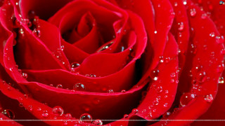 Red rose waterdroplets silverframe romantic - petal free wallpaper