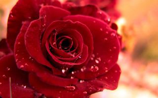 Red rose water droplets macro 65 - petal free wallpaper