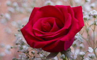 Red rose white flowers blurry - a blurry image free wallpaper for desktop