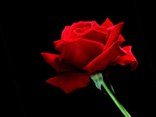 Red rose green stem gothic - the dark background free wallpaper