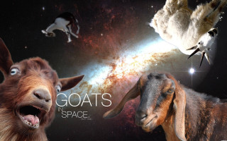 Goats in space bird flying - a space background free wallpaper