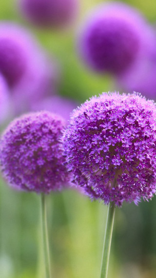 Purple flower closeup blurry background 3 - free flowers wallpaper for mobile