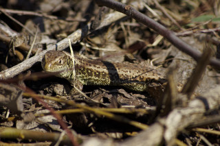 Small lizard laying on ground - a small lizard free wallpaper