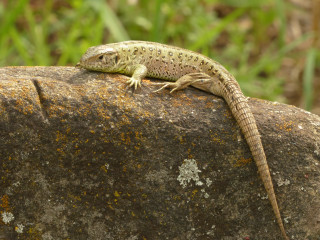 Lizard sitting rock wild nature - a lizard free wallpaper