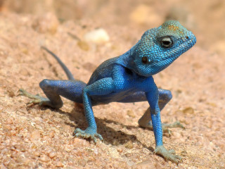 Blue lizard standing rock blurry - a rock surface free wallpaper