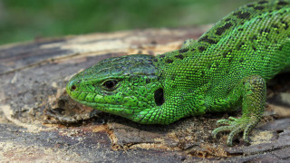 Green lizard tree stump sunny - a green lizard free wallpaper for desktop