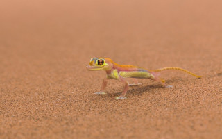 Small lizard walking sand desert - the sand free wallpaper