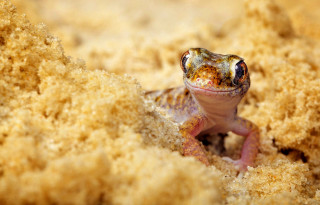 Gecko sand macro autumn fire - the sand free wallpaper for desktop