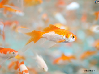 Goldfish aquarium swimming water rocks - a large aquarium free wallpaper