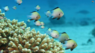 Fish coral reef ocean blue 3 - adobe photoshop free wallpaper for desktop