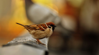 Small bird metal rail outside - a blurry background of a building free wallpaper
