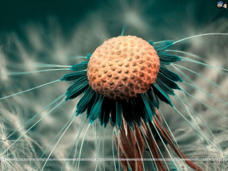 Dandelion closeup blurry background bottom - a close up of a dandelion free wallpaper