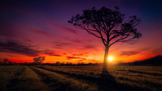 Tree field sunset purple sky - the sun free wallpaper