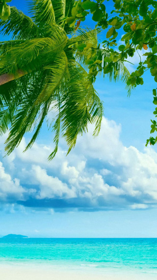 Beach palm tree blue sky 18 - a beach free wallpaper for mobile
