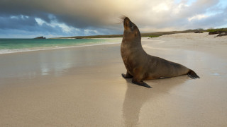 Sea lion beach sitting looking - the sky and water free wallpaper