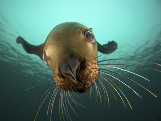 Seal looking up mouth open - a seal free wallpaper