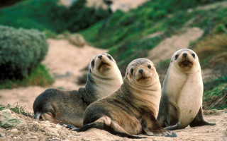 Three sea lions sandy beach - the other looking free wallpaper