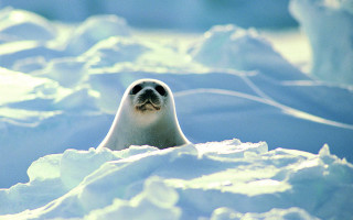 Seal sitting snow looking camera - a seal free wallpaper