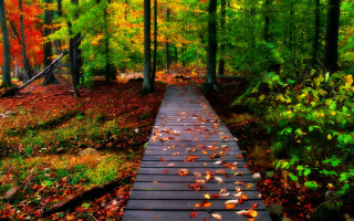 Wooden walkway forest leaves yellow 2 - derold page free wallpaper
