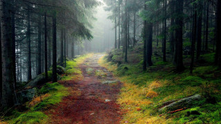 Wooded path foggy trees grass - the air above free wallpaper