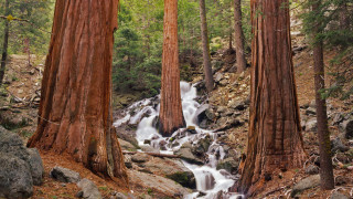 Waterfall forest trees rocks nature - a few leaf free wallpaper for desktop