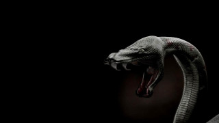 Snake mouth open tongue out 3 - its mouth open free wallpaper for desktop